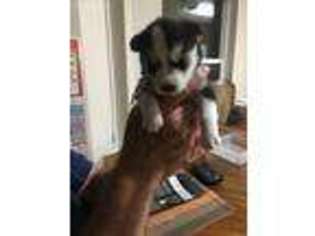 Siberian Husky Puppy for sale in Cocolalla, ID, USA