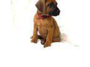 Rhodesian Ridgeback Puppy for sale in Rock Springs, WY, USA