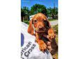 Vizsla Puppy for sale in San Antonio, TX, USA