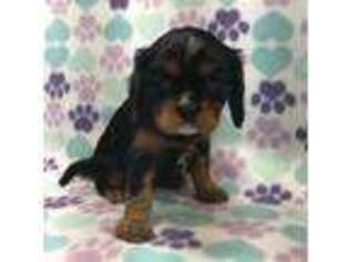 Cavalier King Charles Spaniel Puppy for sale in Durham, CA, USA