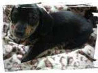Dachshund Puppy for sale in BATTLE CREEK, MI, USA