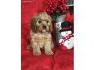 Cavapoo Puppy for sale in Mayslick, KY, USA