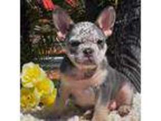 French Bulldog Puppy for sale in Wildomar, CA, USA