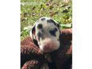 Great Dane Puppy for sale in Dickson, TN, USA