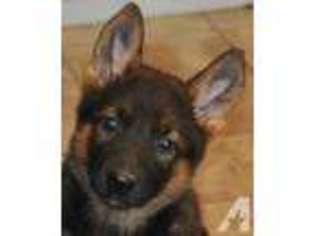 German Shepherd Dog Puppy for sale in WINNEBAGO, IL, USA