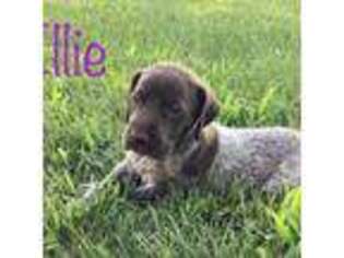 German Shorthaired Pointer Puppy for sale in Bethel, PA, USA