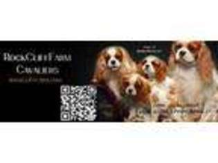Cavalier King Charles Spaniel Puppy for sale in LINEVILLE, AL, USA