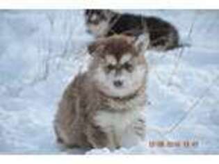 Siberian Husky Puppy for sale in Lunenburg, VT, USA