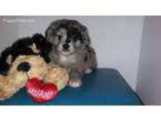 Miniature Australian Shepherd Puppy for sale in Seffner, FL, USA