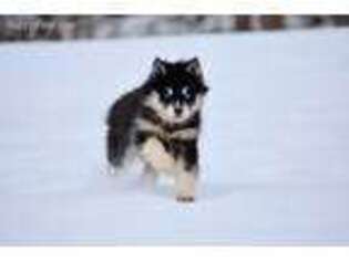 Siberian Husky Puppy for sale in Colchester, CT, USA