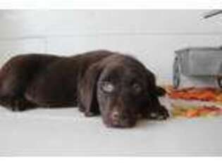 Labrador Retriever Puppy for sale in College Station, TX, USA