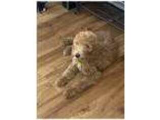 Goldendoodle Puppy for sale in Lakewood, CA, USA