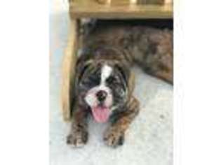 Olde English Bulldogge Puppy for sale in Derby, KS, USA
