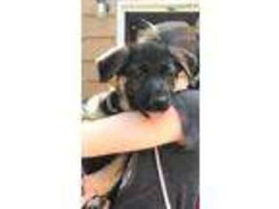 German Shepherd Dog Puppy for sale in Highland Lake, NY, USA