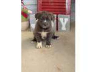 Cane Corso Puppy for sale in Strasburg, PA, USA