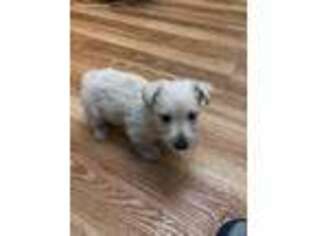 Scottish Terrier Puppy for sale in Albany, OR, USA