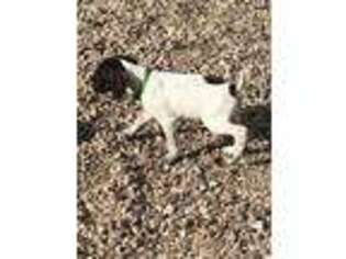German Shorthaired Pointer Puppy for sale in Cheyenne, WY, USA