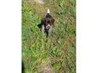 German Shorthaired Pointer Puppy for sale in North Adams, MI, USA