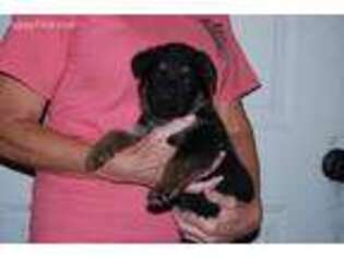 German Shepherd Dog Puppy for sale in Tignall, GA, USA