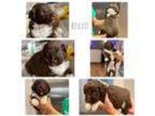 Mutt Puppy for sale in Gilmer, TX, USA