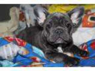 French Bulldog Puppy for sale in Des Plaines, IL, USA