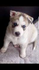 Siberian Husky Puppy for sale in W Haven, CT, USA