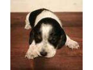 Beagle Puppy for sale in Ridge, NY, USA