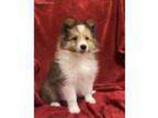 Shetland Sheepdog Puppy for sale in Hempstead, TX, USA