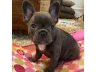 French Bulldog Puppy for sale in Brandon, MS, USA