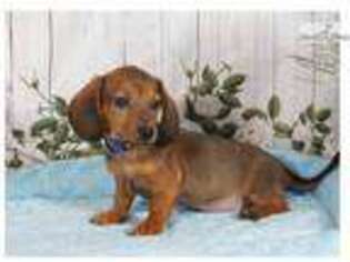Mutt Puppy for sale in Williamsport, PA, USA