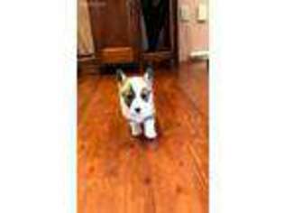 Pembroke Welsh Corgi Puppy for sale in Hartline, WA, USA