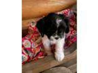 Medium Photo #1 Cavalier King Charles Spaniel Puppy For Sale in Ogden, UT, USA