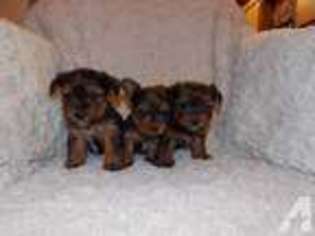 Yorkshire Terrier Puppy for sale in JANESVILLE, MN, USA