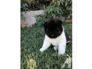 Akita Puppy for sale in SALINAS, CA, USA