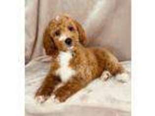 Goldendoodle Puppy for sale in Orange, CA, USA