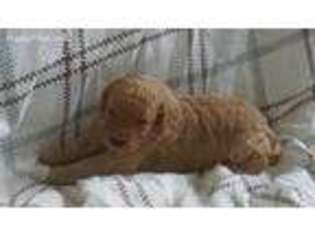 Goldendoodle Puppy for sale in Warminster, PA, USA