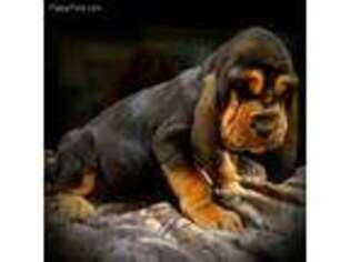 Bloodhound Puppy for sale in Red Oak, OK, USA