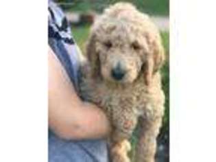 Goldendoodle Puppy for sale in Prosper, TX, USA