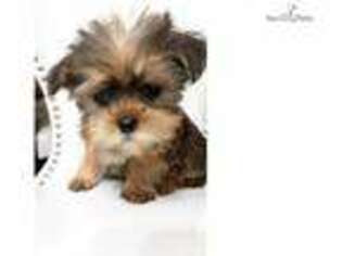 Shorkie Tzu Puppy for sale in Madison, WI, USA