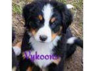 Bernese Mountain Dog Puppy for sale in Chillicothe, MO, USA