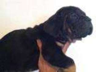 Cane Corso Puppy for sale in Riverside, CA, USA