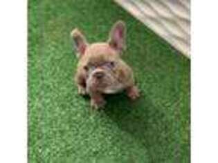 French Bulldog Puppy for sale in Glenolden, PA, USA