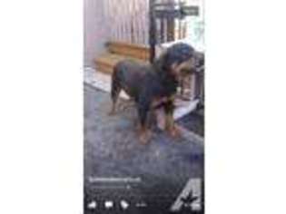 Rottweiler Puppy for sale in BRONX, NY, USA