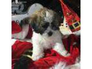 Shih-Poo Puppy for sale in Waukegan, IL, USA