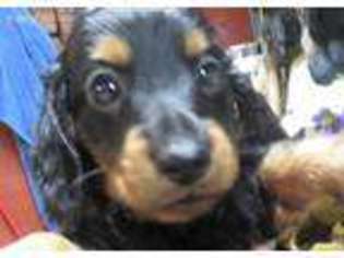 Dachshund Puppy for sale in Pomona, MO, USA