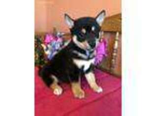Shiba Inu Puppy for sale in Baileyville, KS, USA