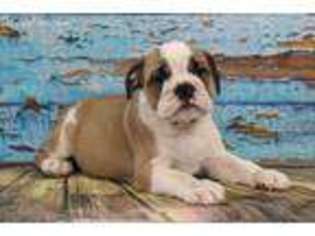Bulldog Puppy for sale in Ronkonkoma, NY, USA