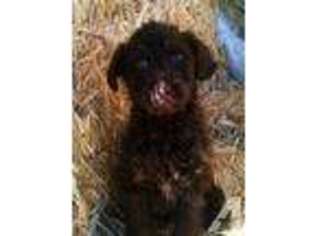 Labradoodle Puppy for sale in SUTTER, CA, USA