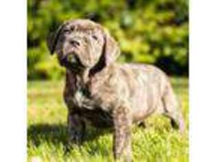 Cane Corso Puppy for sale in Warsaw, IN, USA
