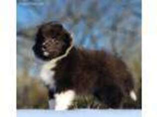 Shetland Sheepdog Puppy for sale in Cedar Creek, TX, USA